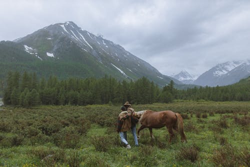Fotos de stock gratuitas de al aire libre, amantes de la naturaleza, caballo