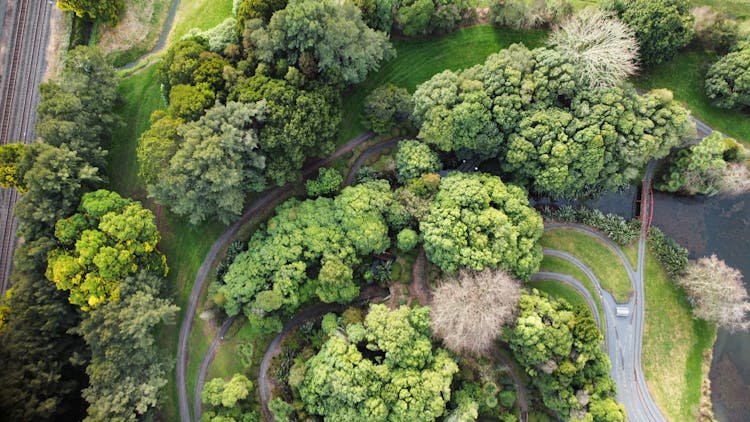 Drone Shot Of The Trees And Paths Of A Park