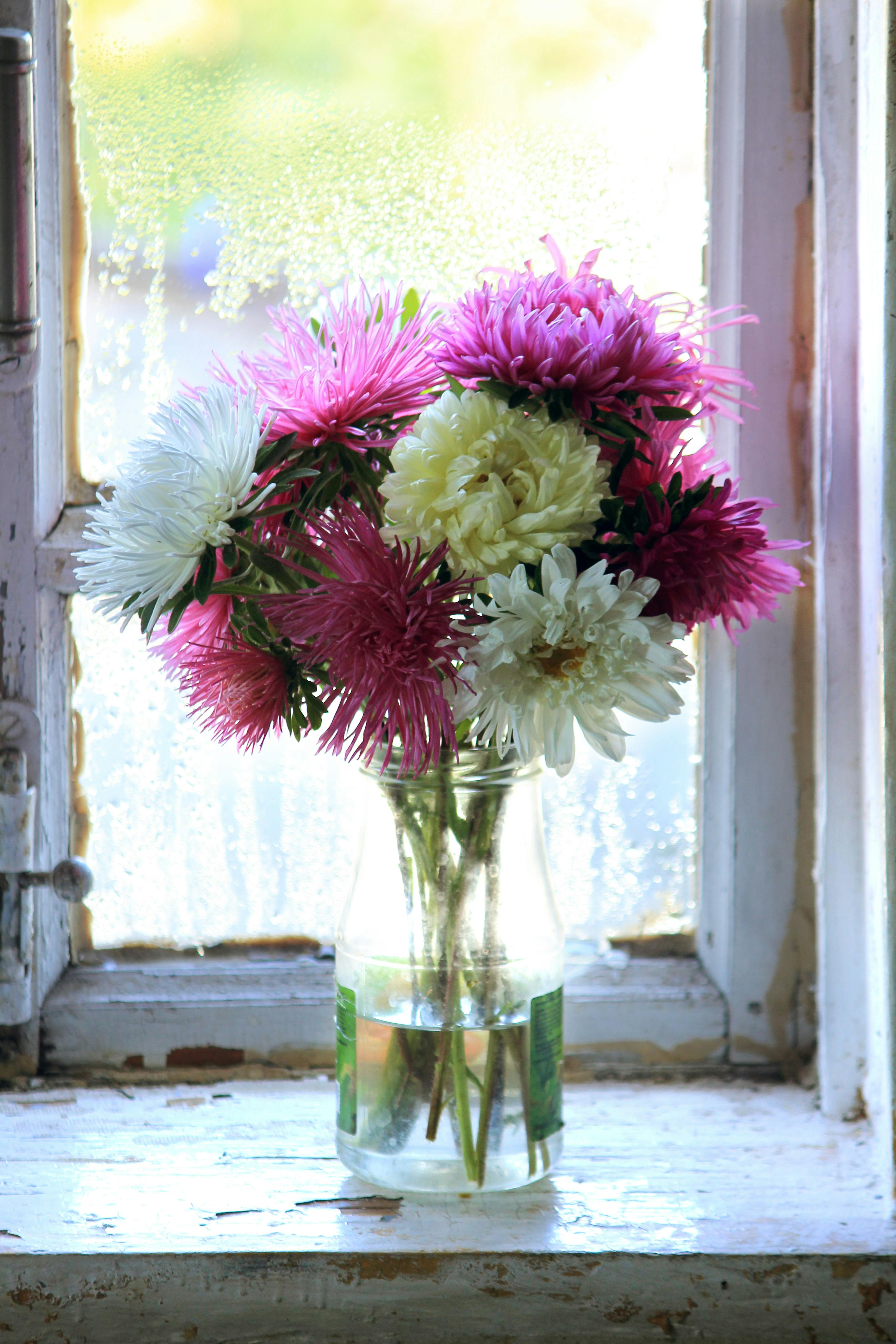 [ColoSach]-beautiful-aster-bouquet-in-a-glass-vase-by-a-sunlit-window,-offering-a-bright-and-cheerful-floral-display.