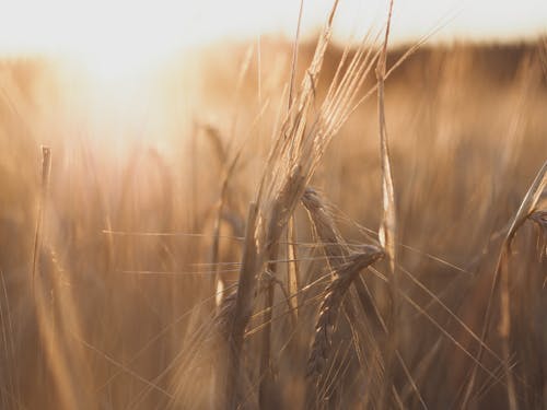 Immagine gratuita di avvicinamento, campo, estate