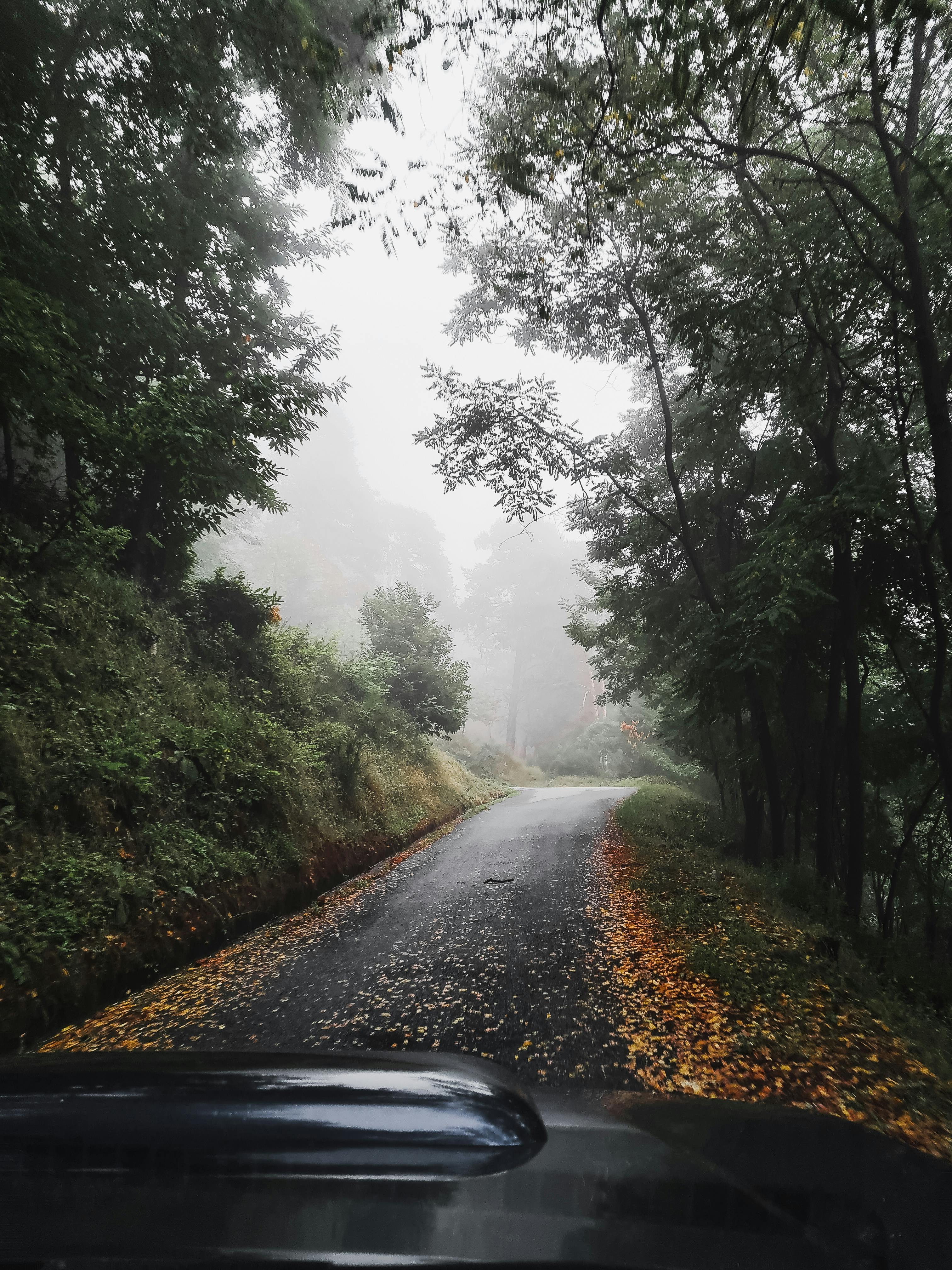 Scenic forest road in misty autumn with fallen leaves and trees.