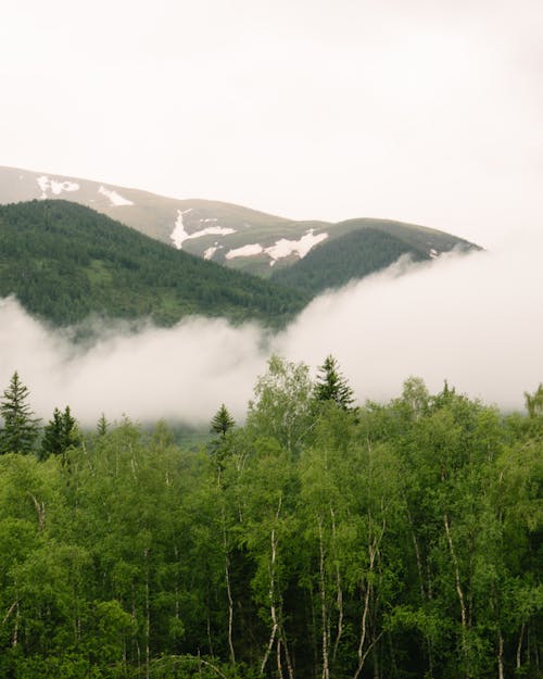 Fotos de stock gratuitas de bosque, montañas, niebla