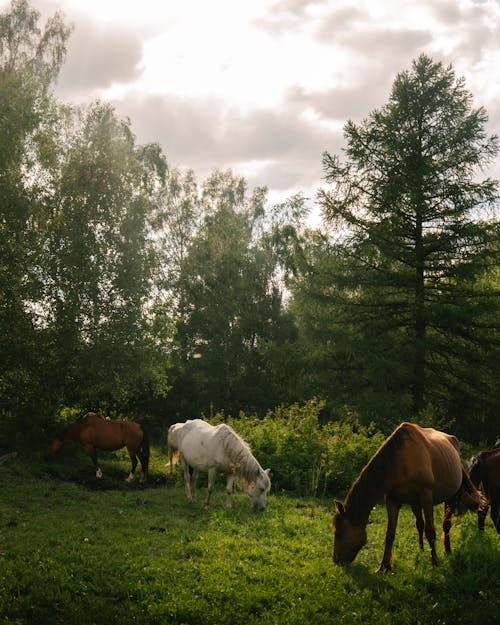 ağaçlar, alan, atlar içeren Ücretsiz stok fotoğraf