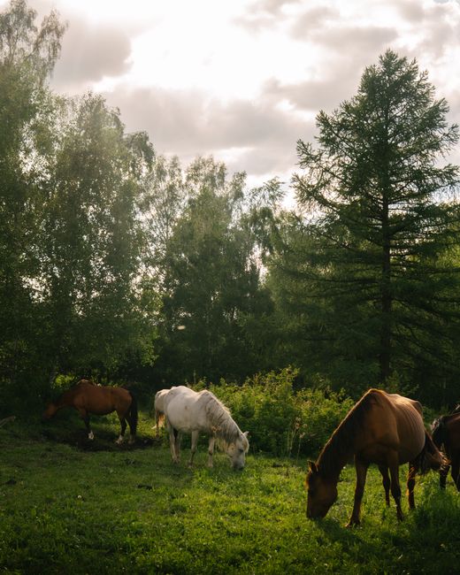 Tranquil scene of horses grazing in a lush green Kazakhstani field under a cloudy sky.