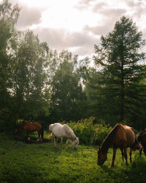 Free Tranquil scene of horses grazing in a lush green Kazakhstani field under a cloudy sky. Stock Photo