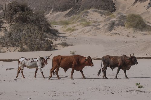 Free Three cattle walking across sandy terrain in the Namib Desert, Namibia, showcasing arid wildlife. Stock Photo