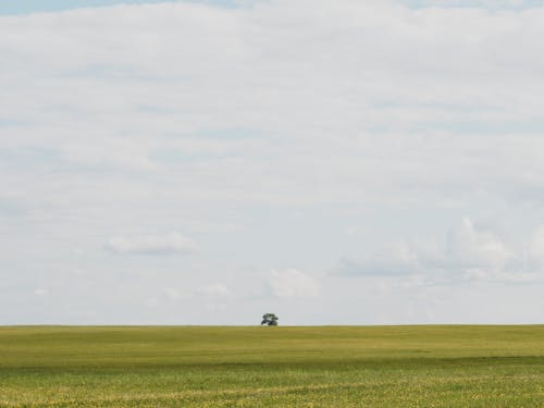 Foto stok gratis agrikultura, bidang, garis horizon