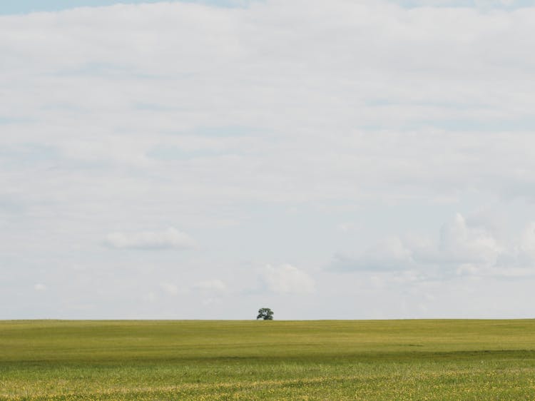 Tree On The Horizon Line