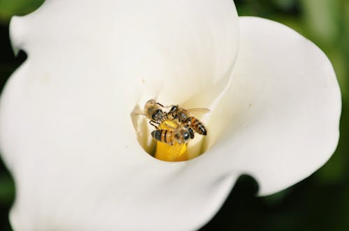 Bees Sitting on Flower