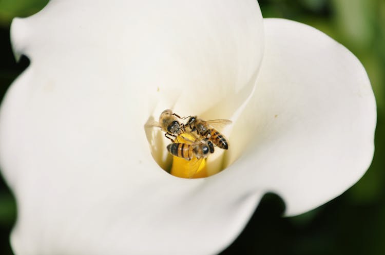 Bees Sitting On Flower