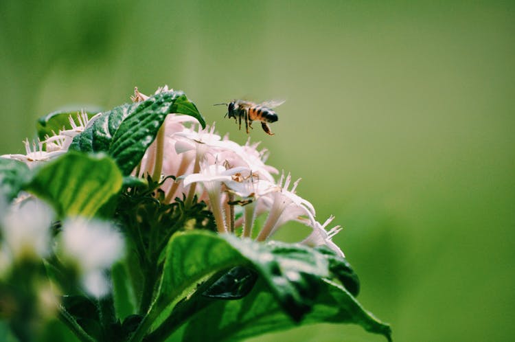 Bee Flying Over A Flower