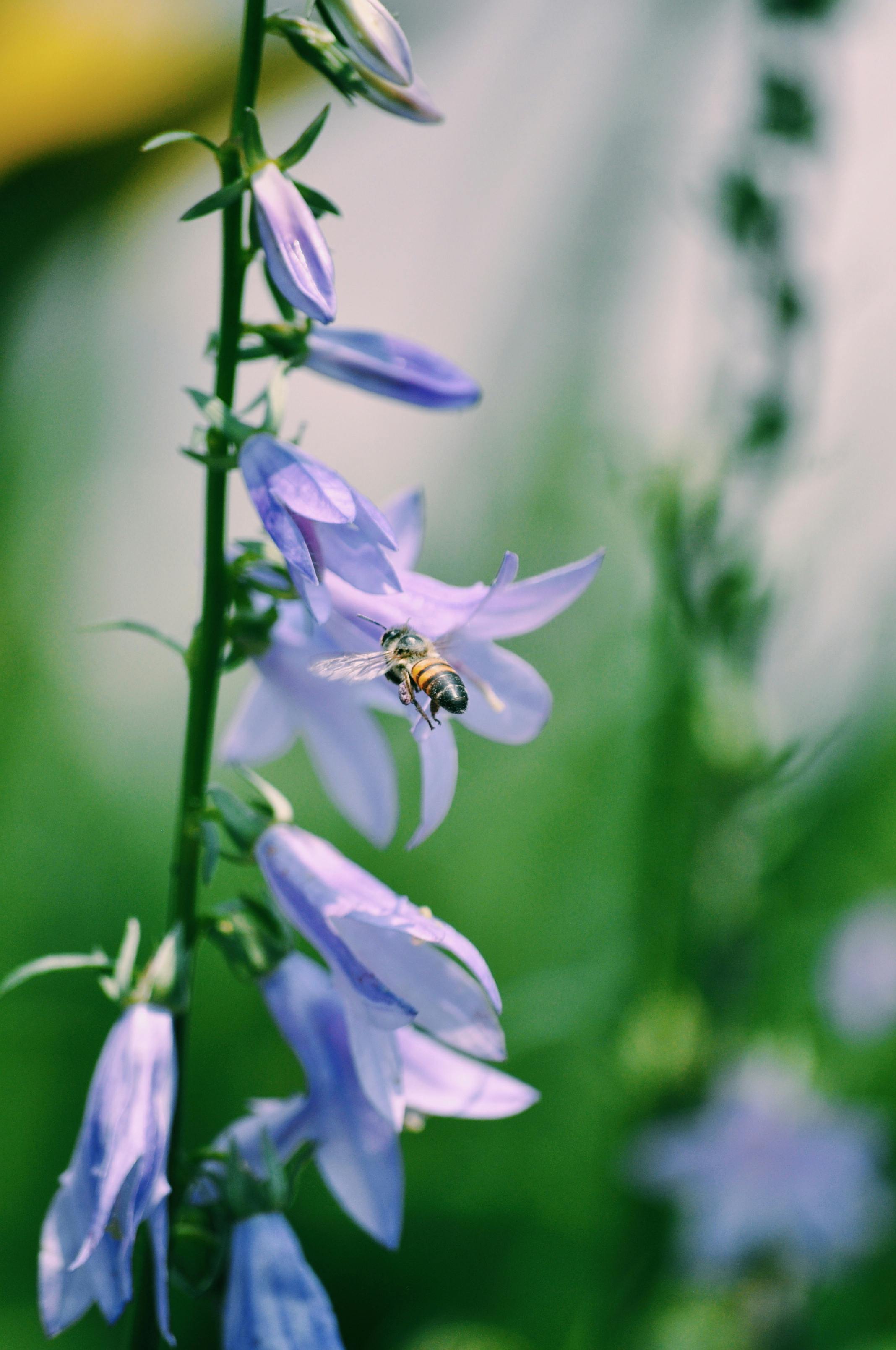 [ColoSach]-close-up-of-a-bee-on-purple-bellflowers-with-a-blurred-natural-background,-showcasing-selective-focus.