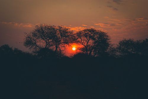 Free Vivid sunset casting silhouettes of bare trees against a rich sky. Stock Photo