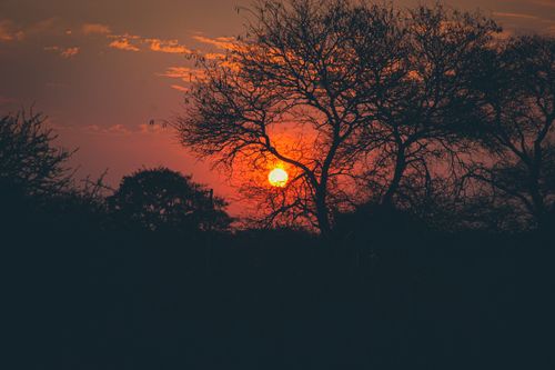 Free Beautiful sunset casting vibrant colors through silhouetted trees, creating a serene landscape. Stock Photo