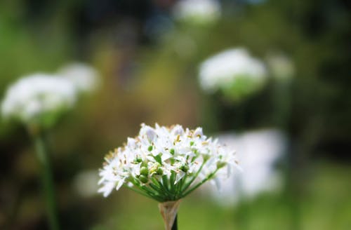allium, Bahçe, beyaz içeren Ücretsiz stok fotoğraf