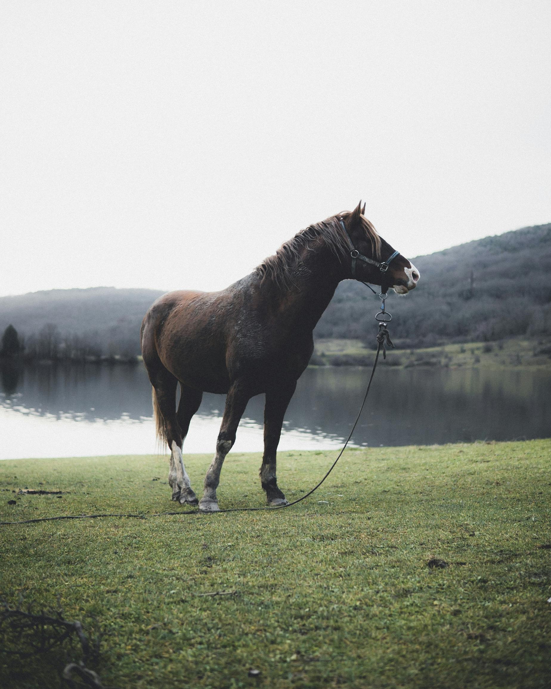 Photo of White Horse Near Bare Tree · Free Stock Photo