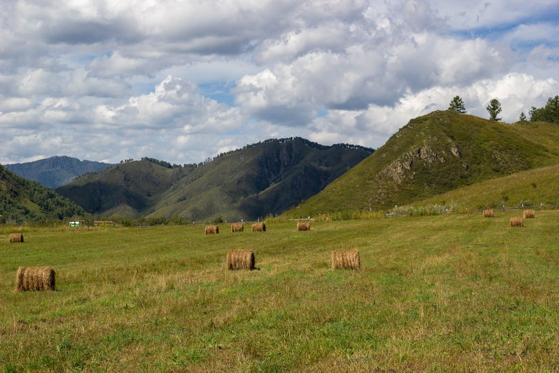 Brown Hay Rolls on Green Grass Field