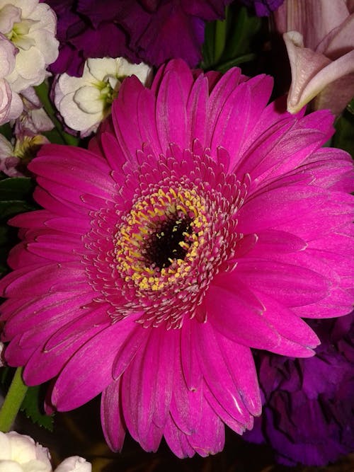 花, 花束, 雛菊 的 免费素材图片