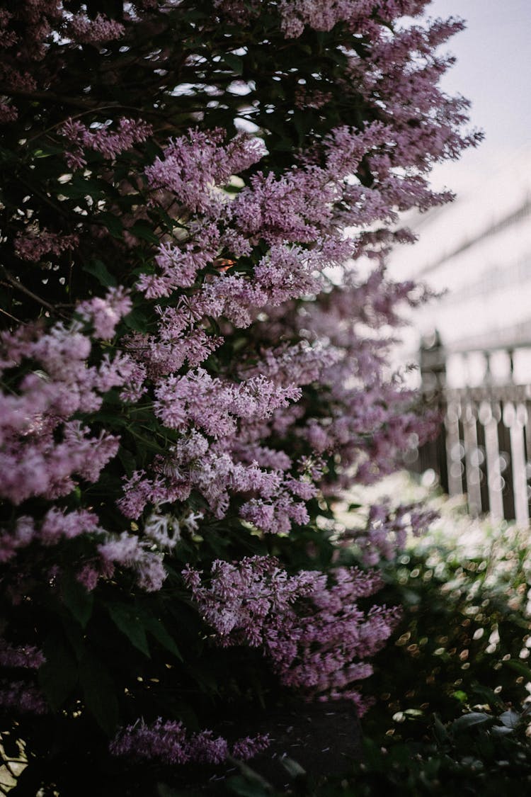 Beautiful Purple Lilac Bush 