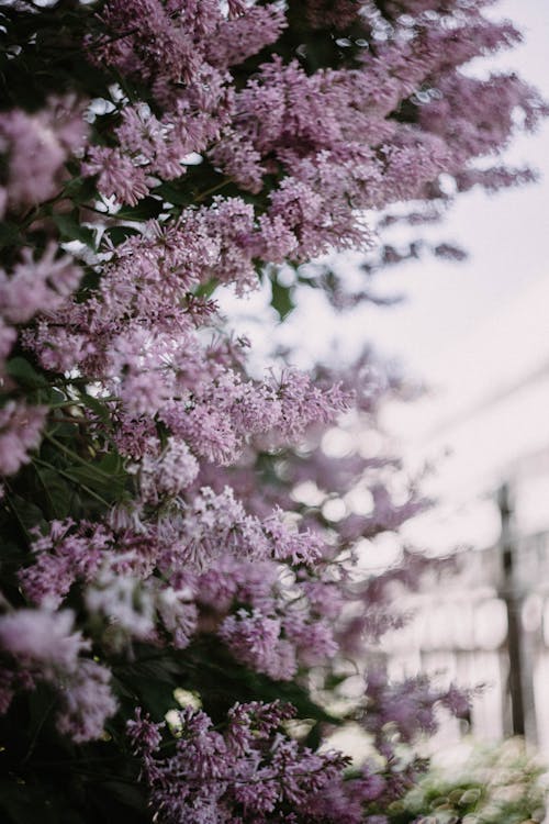 보라색, 봄, 수직 쐈어의 무료 스톡 사진