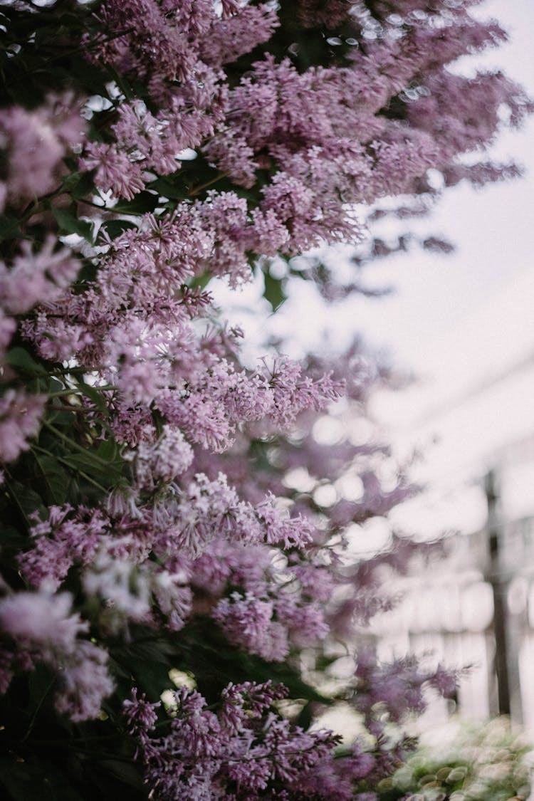 Close Up Of Cherry Blossoms