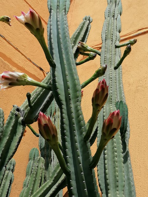 Kostnadsfri bild av blommor, blomning, kaktus