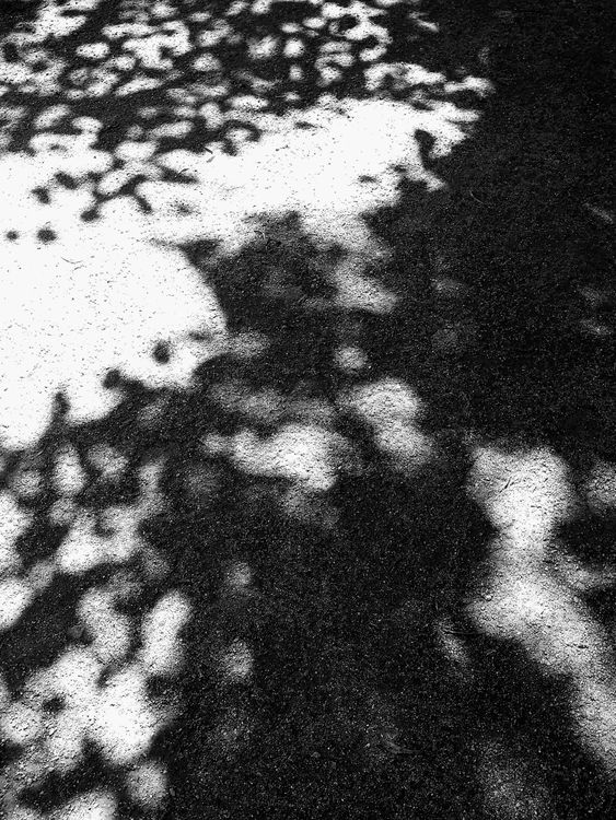 Tree Shadow Shape Trees Shadows on Ground · Free Stock Photo