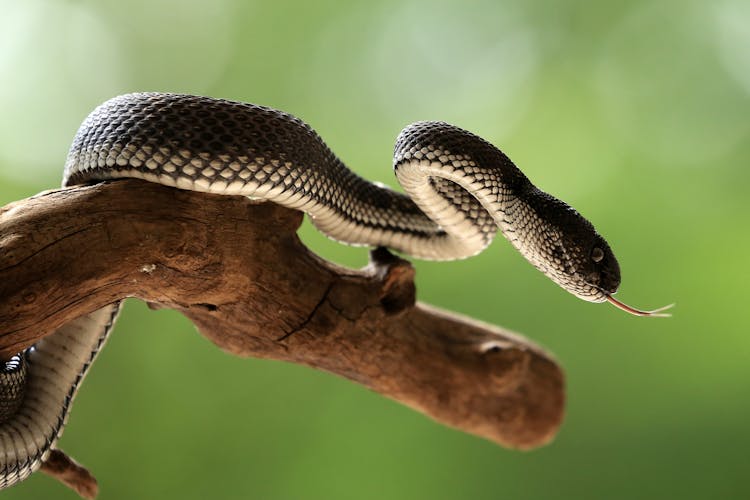 A Snake On A Branch