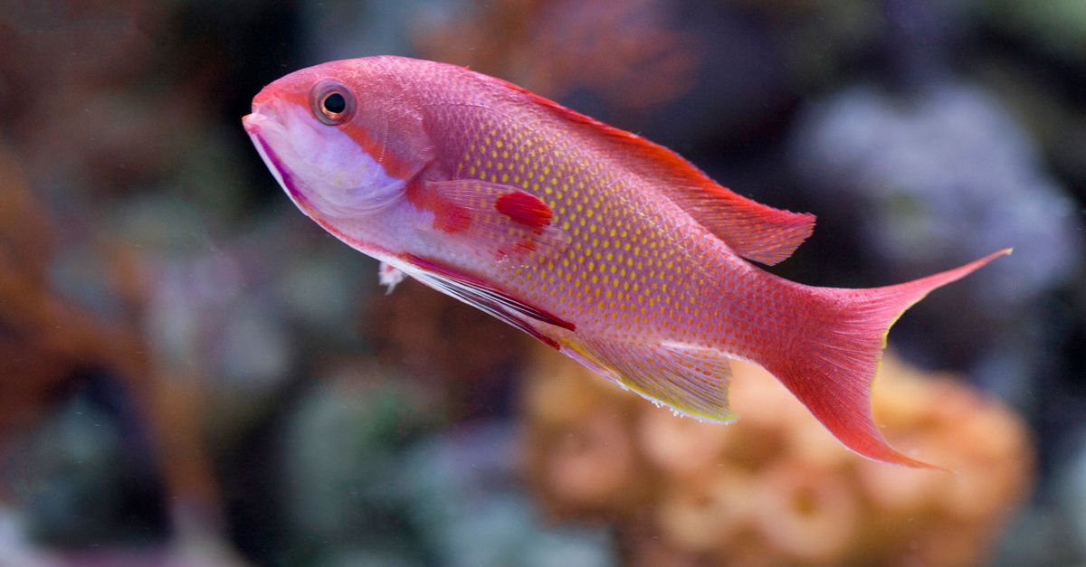 Cropped Image Fish Close-up of a Fish · Free Stock Photo