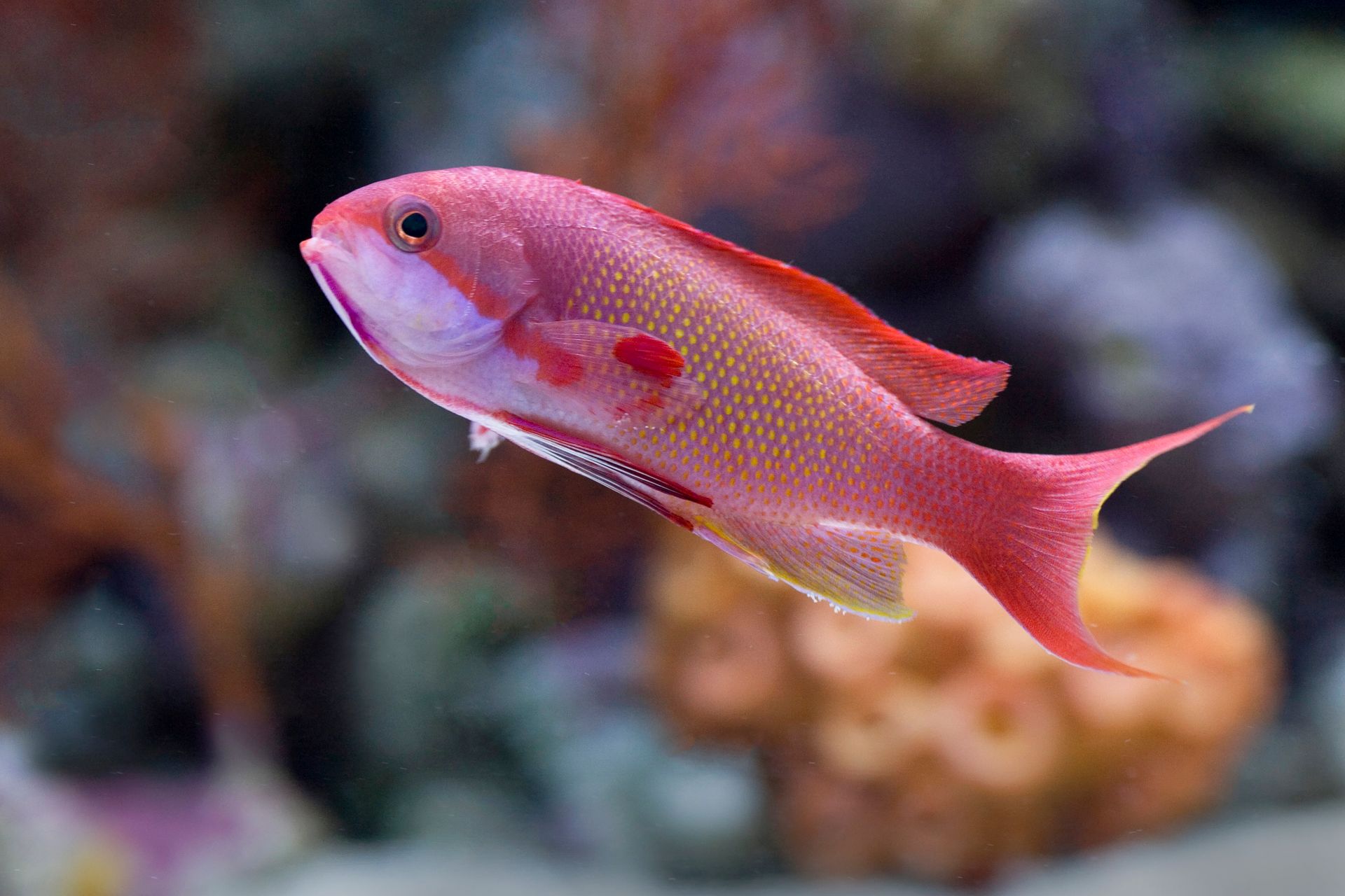 Underwater at Batu Daka Pinnacles