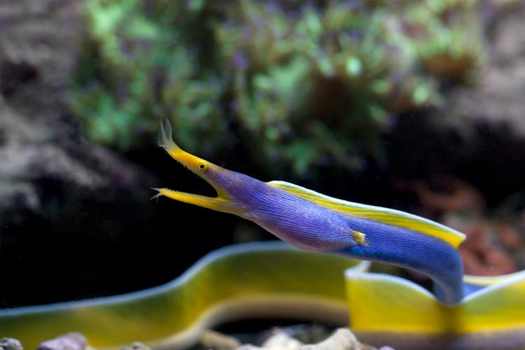 Photo Of Ribbon Eel Underwater