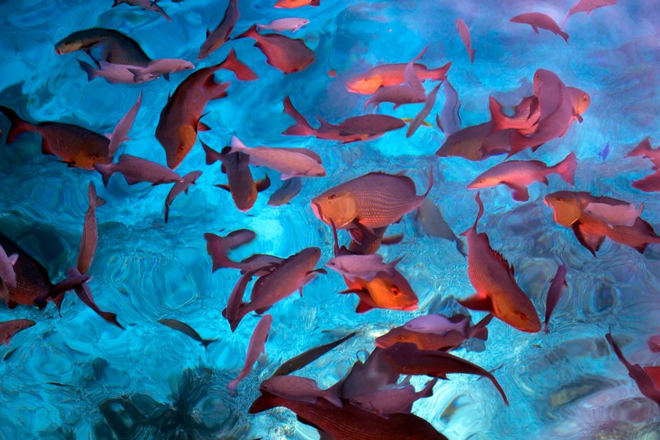 Tag der Fische