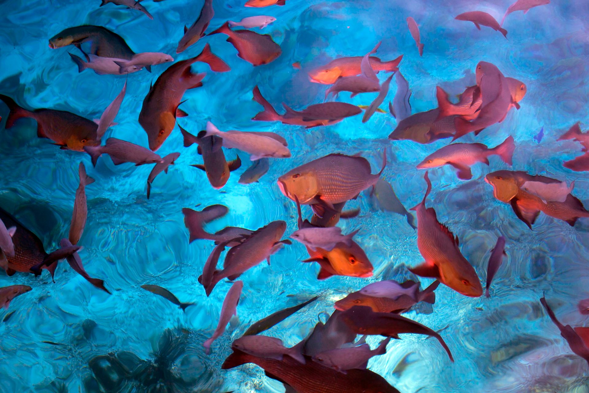 Underwater at Caroni Mangrove Dive