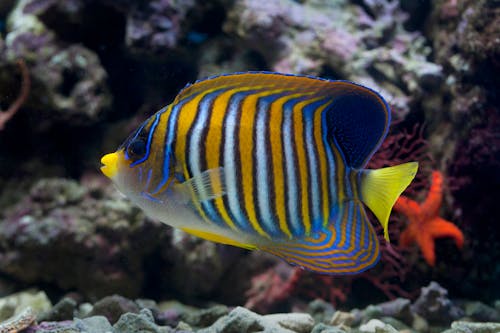 Foto d'estoc gratuïta de animal, aquari, colorit
