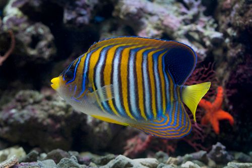 Free Beautiful royal angelfish showcasing vibrant stripes in a colorful coral reef aquarium setting. Stock Photo