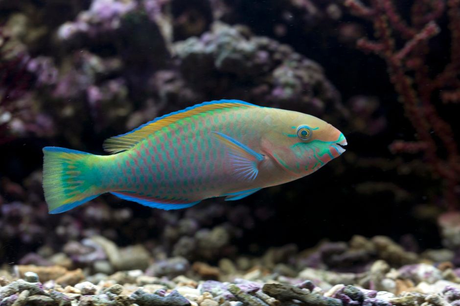 School of fish swimming gracefully in a large aquarium, showcasing aquatic life.