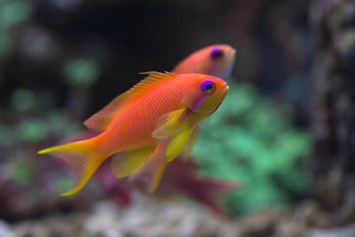 Close-up of Sea Goldie Fish in a Tank 