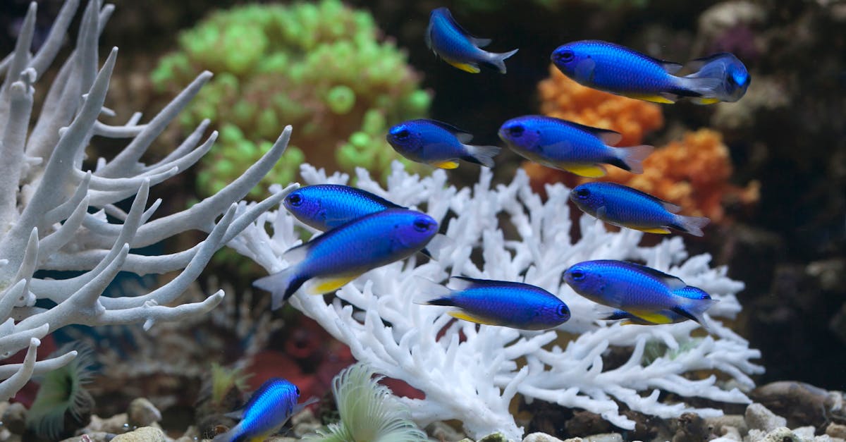 La biodiversité marine : menaces et protections actuelles