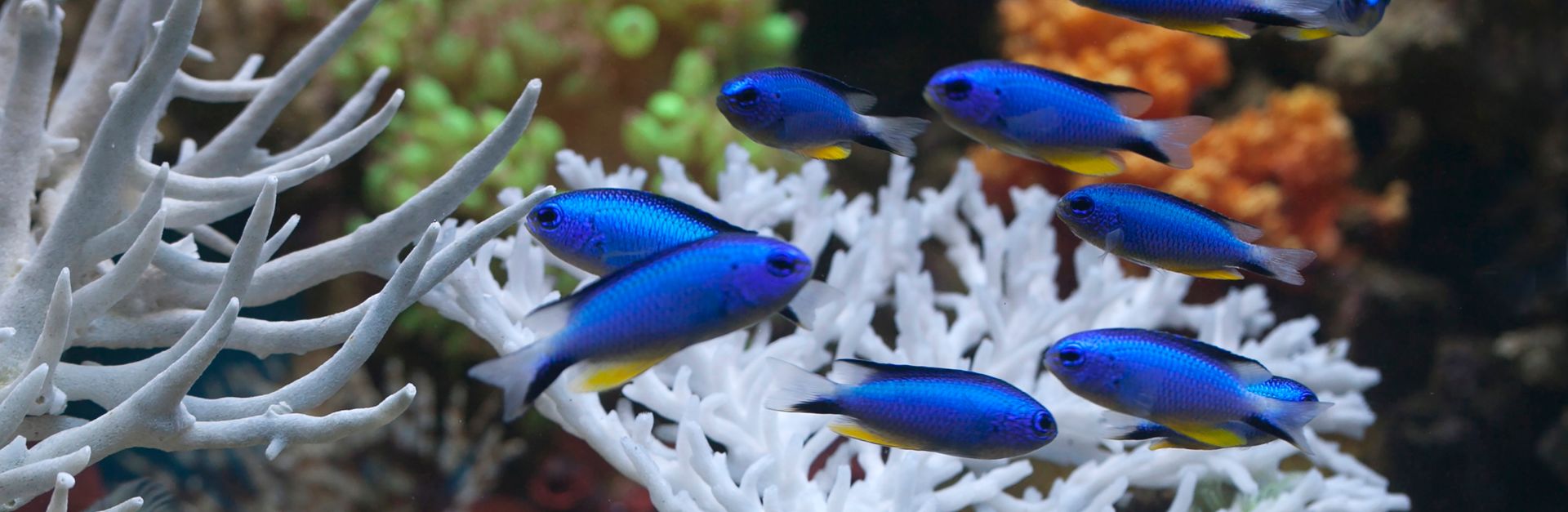 Blue damselfish swimming among vibrant corals and white structures in an aquarium setting.