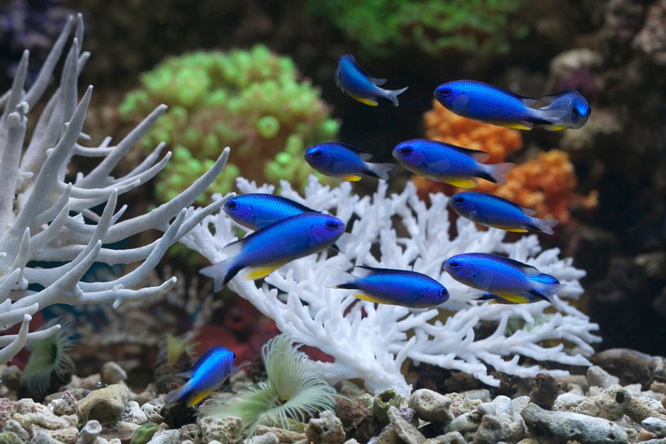 Blue damselfish swimming among vibrant corals and white structures in an aquarium setting.