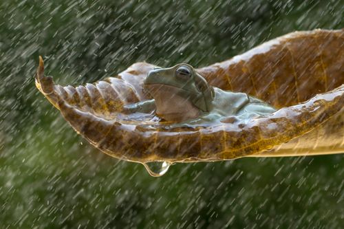 Free A frog perched on a leaf during a rain shower, capturing nature's serene beauty. Stock Photo
