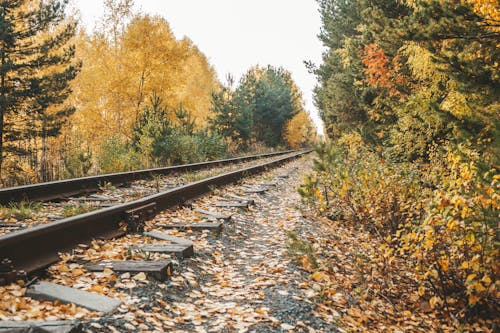 Photo of A Railway Beside Autumn Trees
