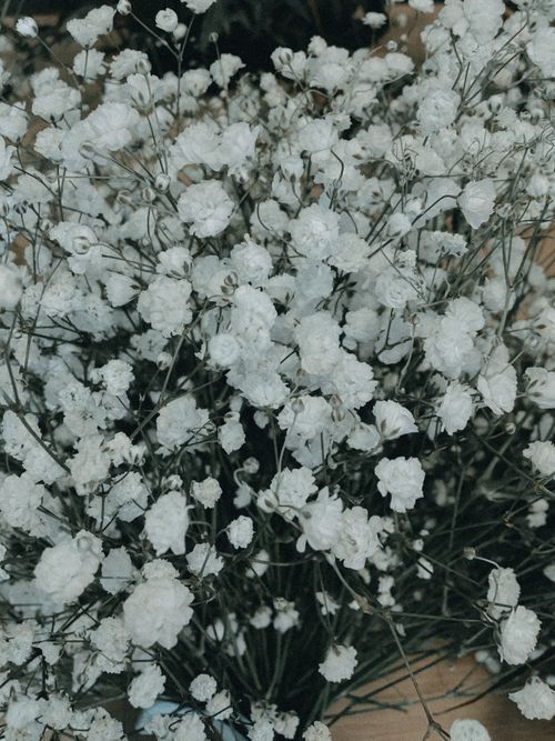 Free Close-up shot of delicate white baby's breath flowers creating a serene floral scene. Stock Photo