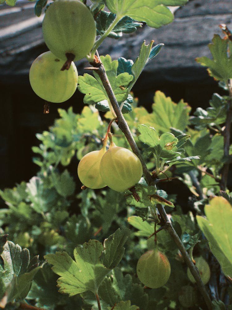 Unripe Fruits Of A Gooseberry Plant