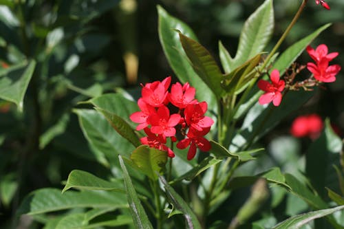 คลังภาพถ่ายฟรี ของ ดอกไม้, สีเขียว, สีแดง