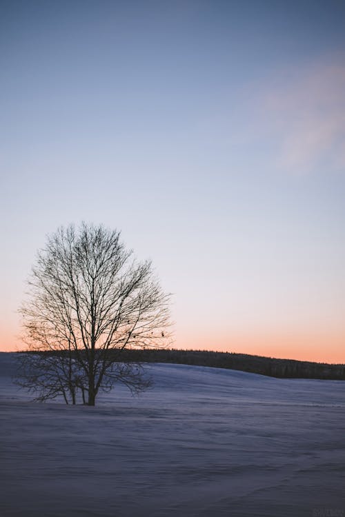 Foto d'estoc gratuïta de arbre nu, arbre sense fulles, cel blau