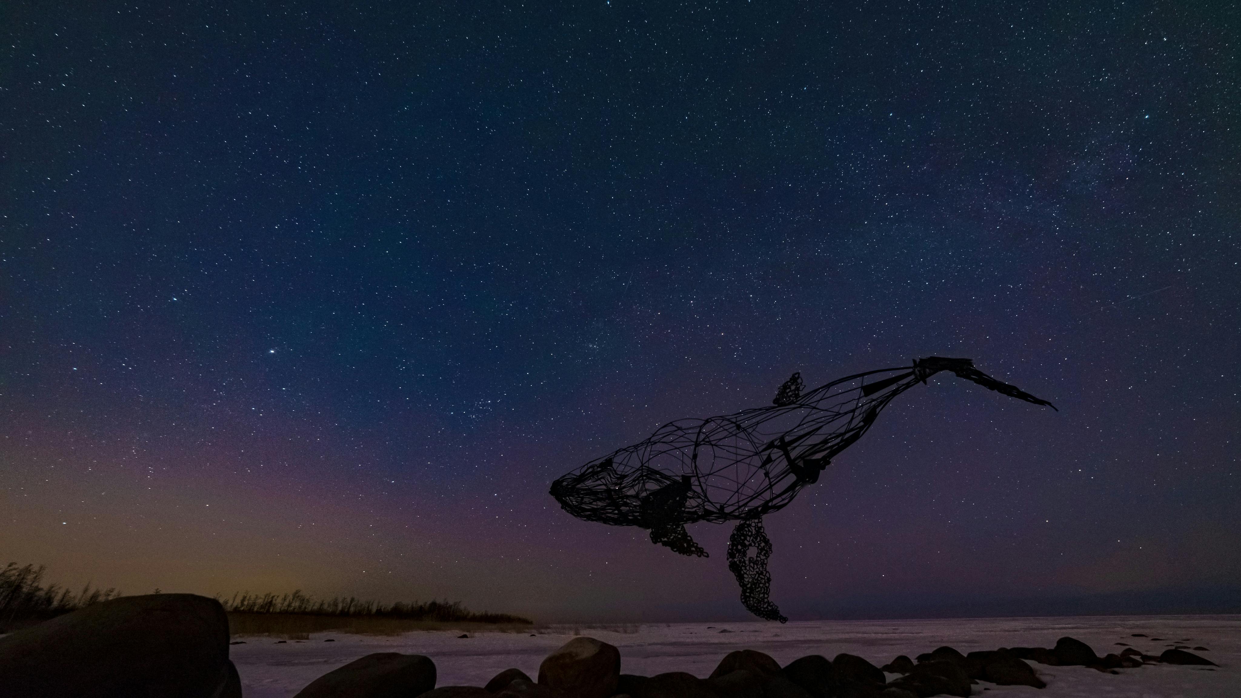 wire sculpture of whale above snow at starry night