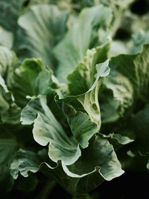 Close-up of fresh green cabbage leaves with natural organic texture in summer.