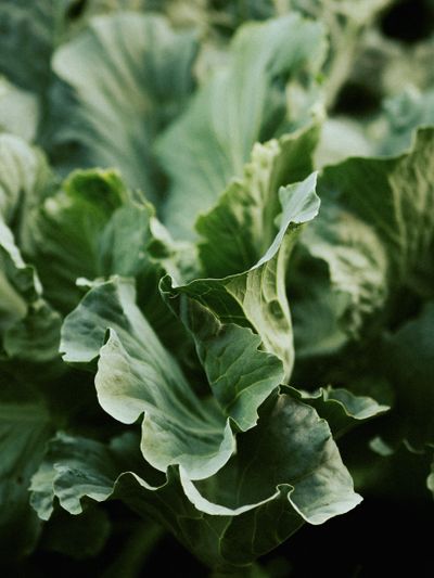 Cabbage