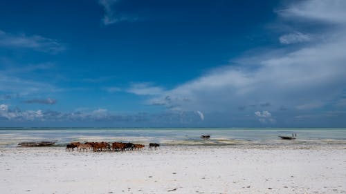 Foto stok gratis air, bahtera, pantai